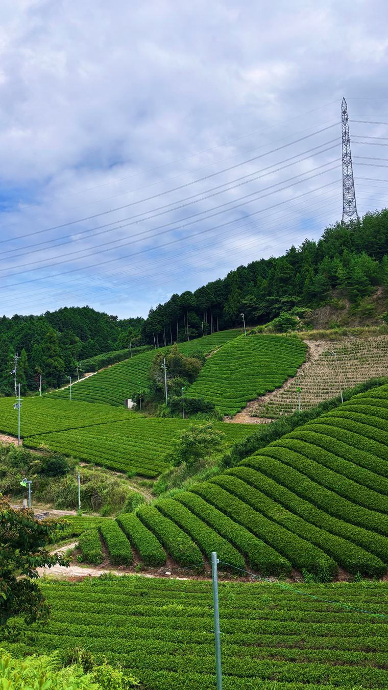 Japanese tea terrace fields