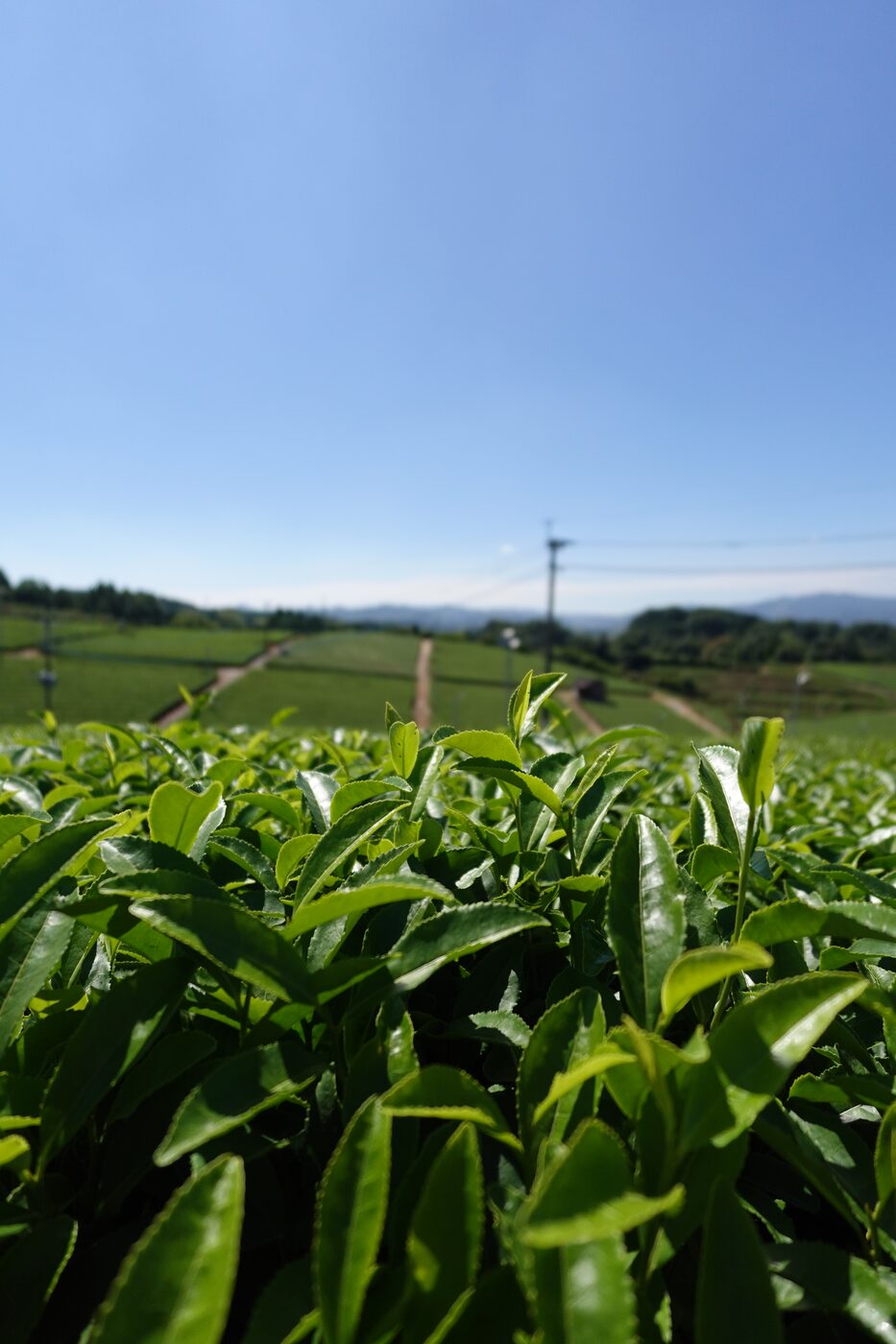 Close-up of fresh green tea leaves growing in a Japanese tea field