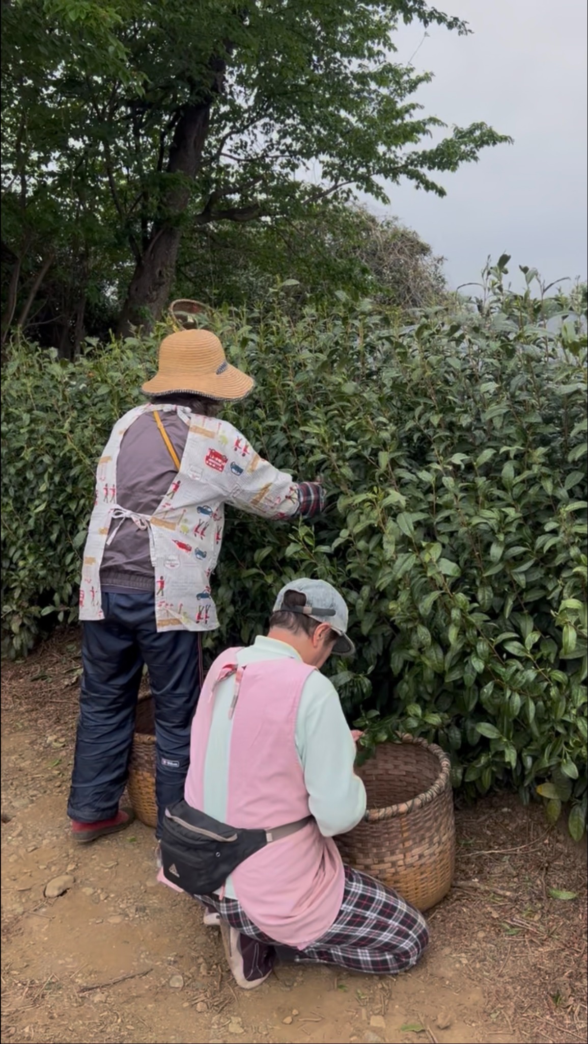 Tea farmers carefully hand-picking tea leaves