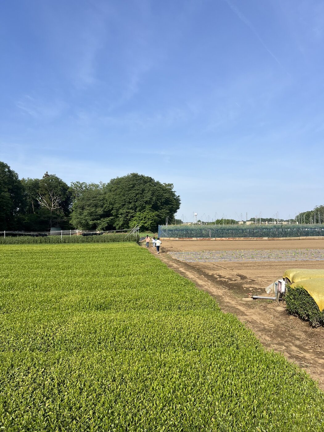 A walking path beside a Japanese tea field